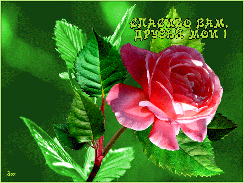 Открытка с четверостишьем Спасибо! Открытка Спасибо за тёплые слова!