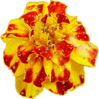 Пчела на бархатцы открытка. Открытка собрались бархатцев пледы украсив счасть...