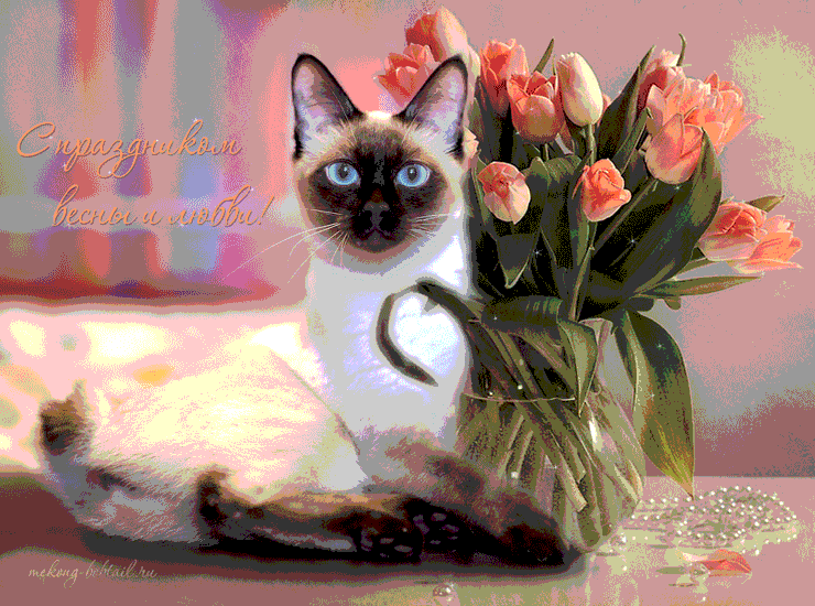 С днём рождения картинка с кошкой. Спокойной ночи картинка с кошками.