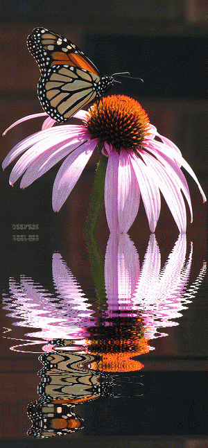 Открытка мерцающий цветок Космея. Открытка Доброе утро разными цветами мерцаю...