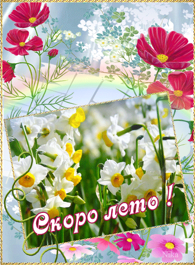 Открытка розовые цветы космеи. Открытка Космея и ромашка.   