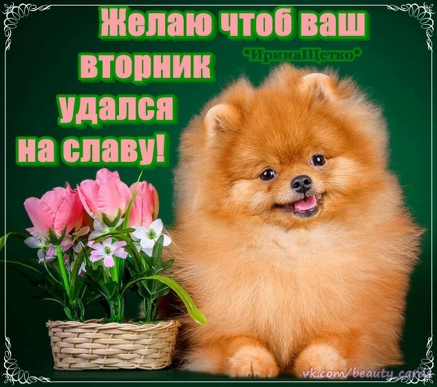 Отличного вторника картинки. Картинки с надписью вторник.   