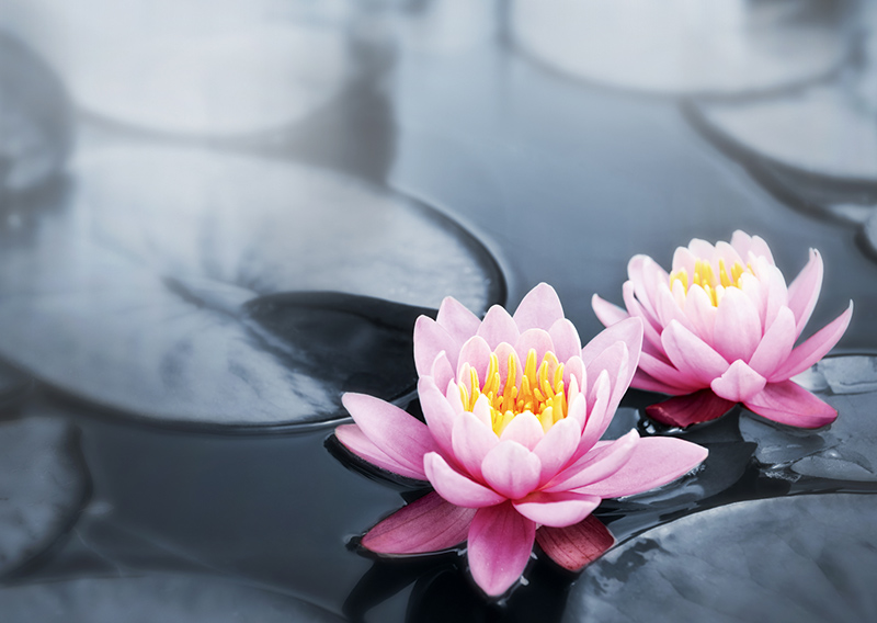 Самые красивые лотосы фото GIF картинка Лотос. Живая картинка лотоса.