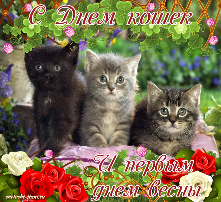 Картинки с кошками смешные. Картинки с кошками с надписью. Картинки с кошками...