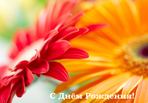Открытки С днём рождения с герберами. Открытки с герберами. 