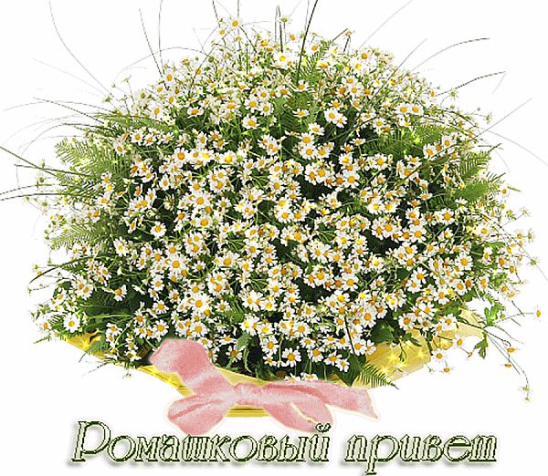 Букет ромашек в руках фото. Большие ромашки фото. Потом много ромашек фото вы...