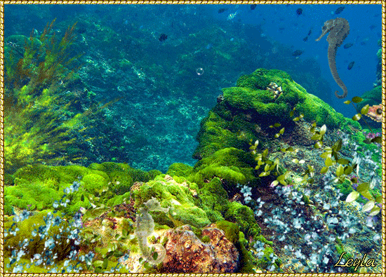 Удивительный подводный мир открытки. Подводный мир картинки открытки для детей.