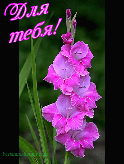 Гладиолусы фото с днём рождения. Гладиолусы фото. Цитаты ты на открытках с гл...