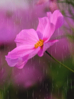 Открытка бабочка На цветке пурпурной космеи.  Открытка к космеи на ветру.