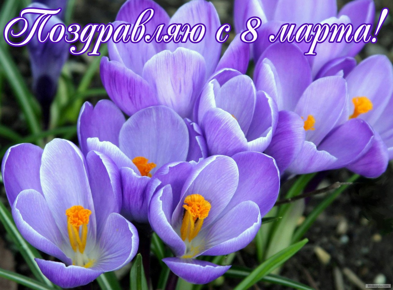 Крокусы в снегу фото. Красивые картинки крокусы. Открытка крокусы в снегу к 8...