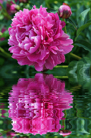 Открытка с днём рождения с розовыми пионами. Открытка с ярко малиновые пионам...