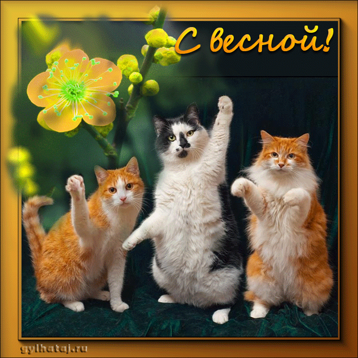 Открытки с котятами. Картинки с кошками. Открытки С днем рождения котики.