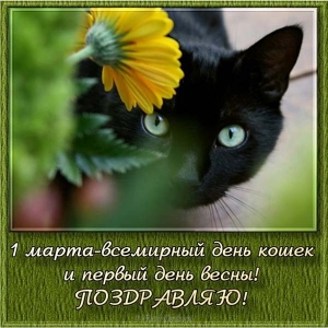 Открытка с международным днем кошек. Красивая с Днем кошек. 
