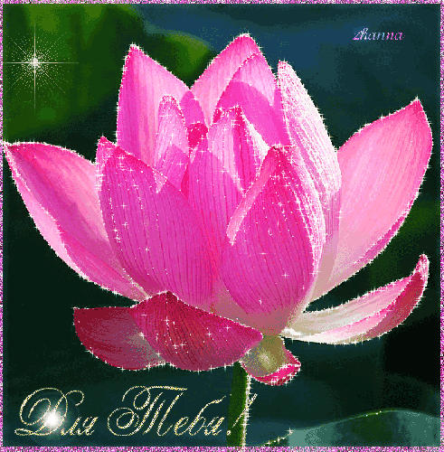 Открытка Лотос мерцает подождем , Лотос с желтой серединкой. Открытка распуст...