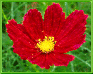 Картинка космеи. Открытка букет с космеями и другими цветами с бабочками стои...