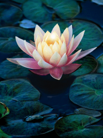 Открытка гиф белый лотос. Открытка Лотос под дождём. Открытка белый лотос на ...