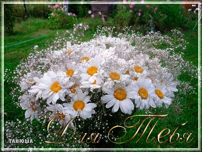 Открытка Пусть ваша жизнь будет похожа на ромашку светлое солнышко внутри.