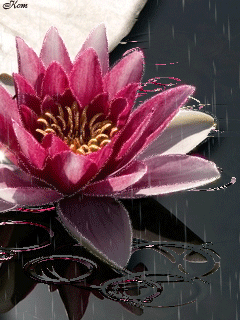 Открытка гиф белый лотос. Открытка Лотос под дождём. Открытка белый лотос на ...