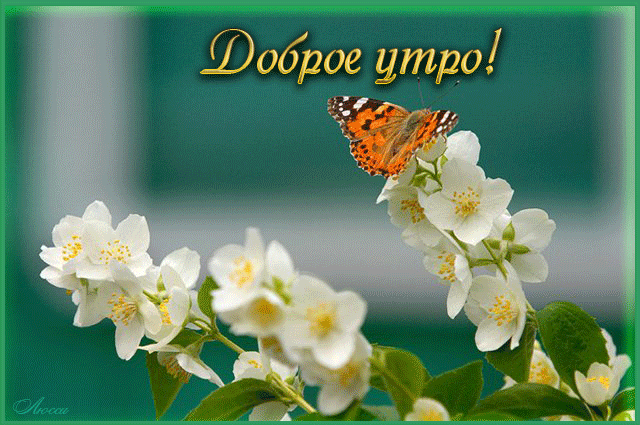 Открытка Доброе утро, с букетом жасмина и пионами. Открытка гиф анимация мерц...