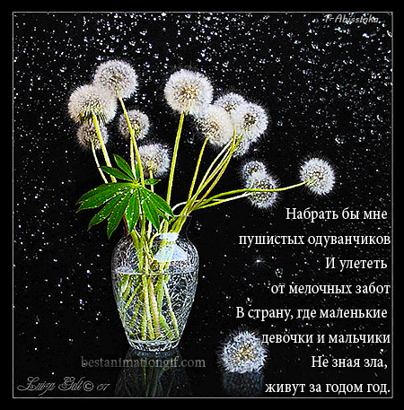  Картинки с одуванчиками скачать бесплатно. Красивые картинки с одуванчиками.