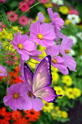 На цветке Сиреневой космеи. Открытка мерцающая цветки космеи.