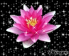 Открытка Лотос мерцает подождем , Лотос с желтой серединкой. Открытка распуст...