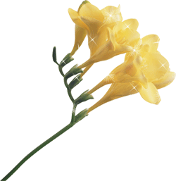 Открытка с распускающимися цветами фрезии. Открытка роса на цветах.