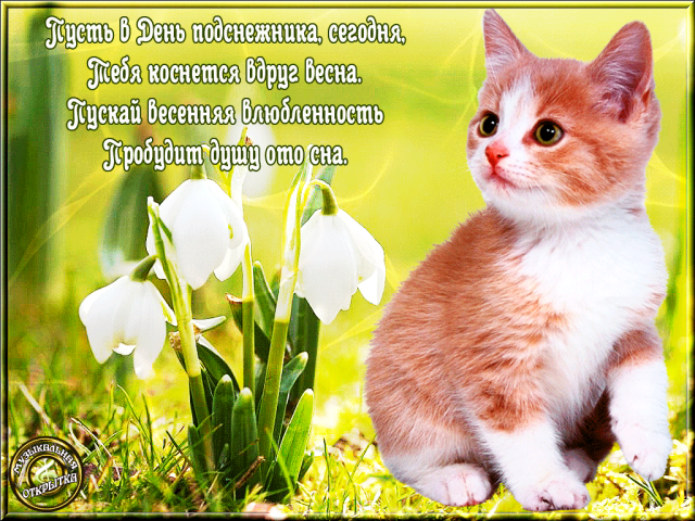 Скачать бесплатно открытки С днем подснежника. Открытки подснежники.