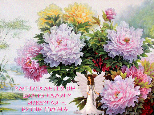 Красивая открытка с пионами. Поздравительная открытка, открытка с белыми пион...