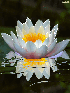 Самые красивые лотосы фото GIF картинка Лотос. Живая картинка лотоса.