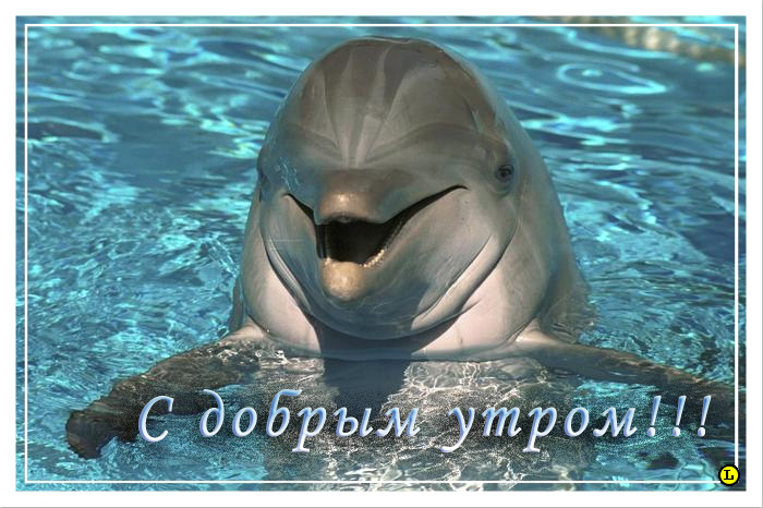 Открытка Дельфин цветами. Открытка с дельфином Вы можете улыбнуться?