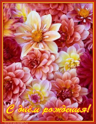 Картинка с георгинами. Открытка в День рождения с георгинами.