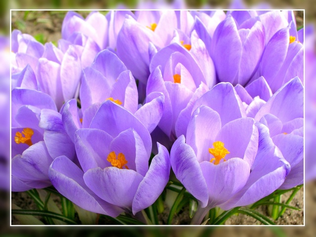 Крокусы в снегу фото. Красивые картинки крокусы. Открытка крокусы в снегу к 8...