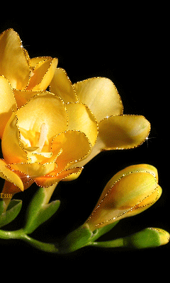 Открытка с распускающимися цветами фрезии. Открытка роса на цветах.