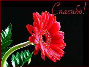 Открытка со стихами с малиновыми и розовыми герберами , ромашкой и тюльпанами.