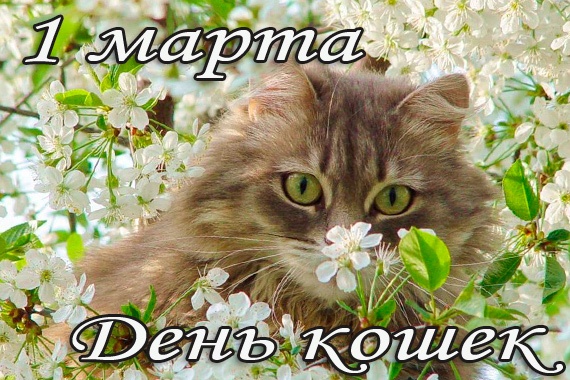 Открытка с днем кошек. Открытка с днем кошек и первым днем весны.