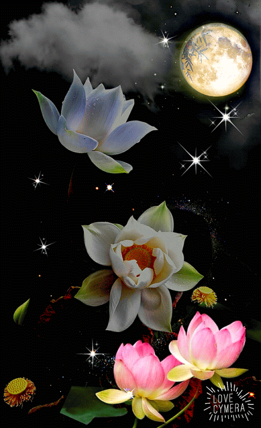 Открытка пурпурный Лотос. Открытка Фея в цветке лотоса. Открытка поляна лотосов.