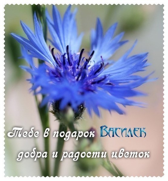 Картинки с васильками. Картинки с васильками с днём рождения.