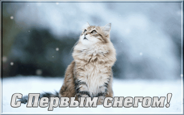 С первым снегом анимационная картинка. С первым снегом приколы. 