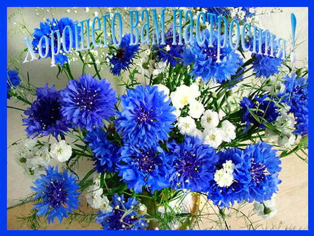 Картинки с васильками. Картинки с васильками с днём рождения.