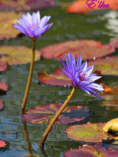 Открытка мерцающая блестящая с цветком лотоса. Открытка Лотос блестит в темноте.