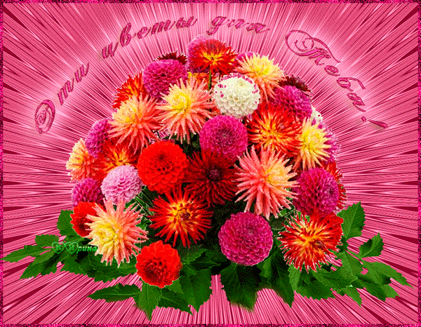 Картинка с георгинами. Открытка в День рождения с георгинами.