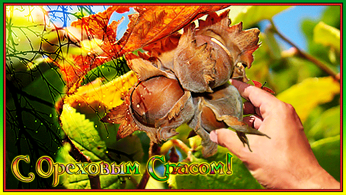 Красивая открытка с ореховым Спасом. Открытка с ореховым Спасом.