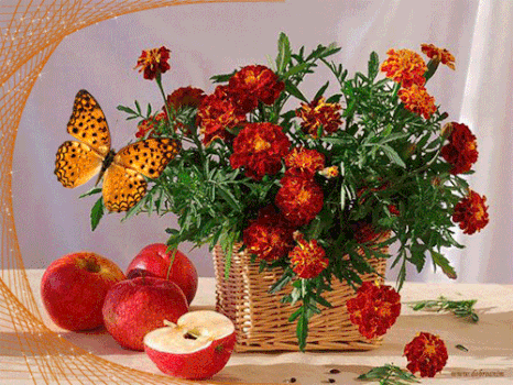 Пчела на бархатцы открытка. Открытка собрались бархатцев пледы украсив счасть...