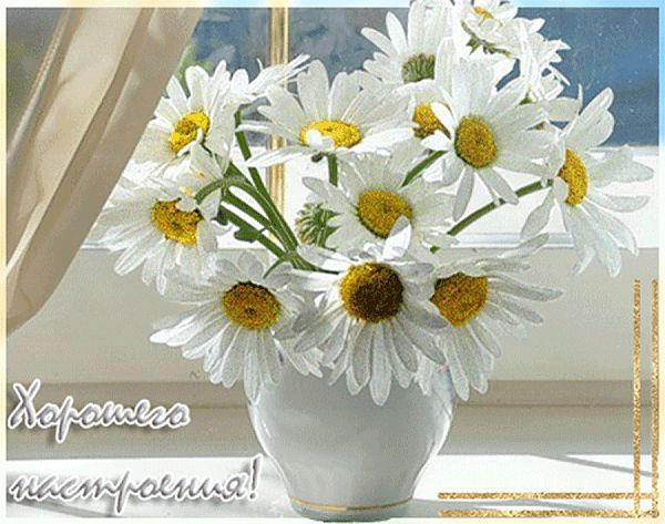 Букет ромашек в руках фото. Большие ромашки фото. Потом много ромашек фото вы...