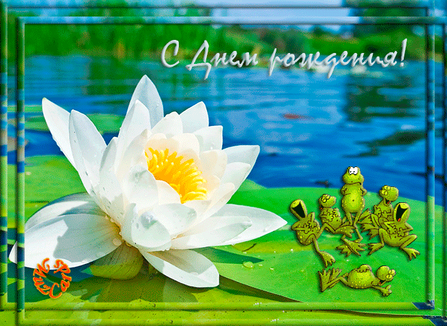 Самые красивые лотосы фото GIF картинка Лотос. Живая картинка лотоса.