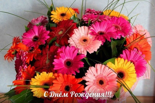 Скачать бесплатно картинки с герберами. Картинки с цветами герберами.