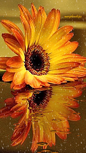 Открытки С днём рождения с герберами. Открытки с герберами. 