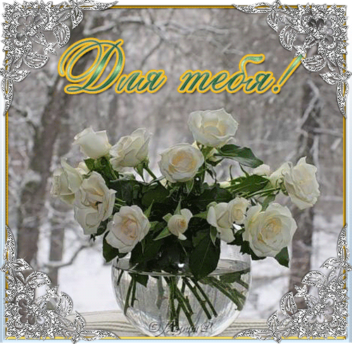 Фото белых роз дома. Белые розы букет открытка. Открытка Белые розы в руках.