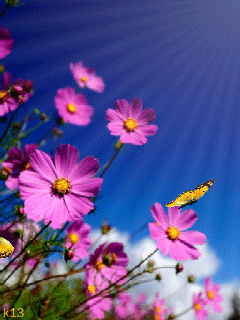 Открыл к бабочка машет крыльями, я мерцающая открытка с космеями и бабочкой.